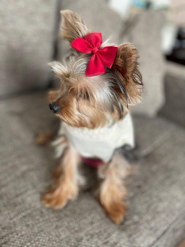 small dog with a bow