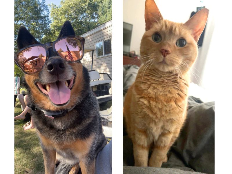 Mollie, a blue heeler dog and Lilly, an orange tabby cat