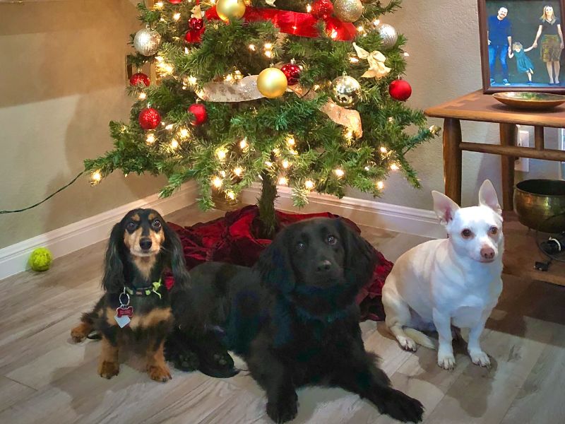 Three dogs under the Christmas tree