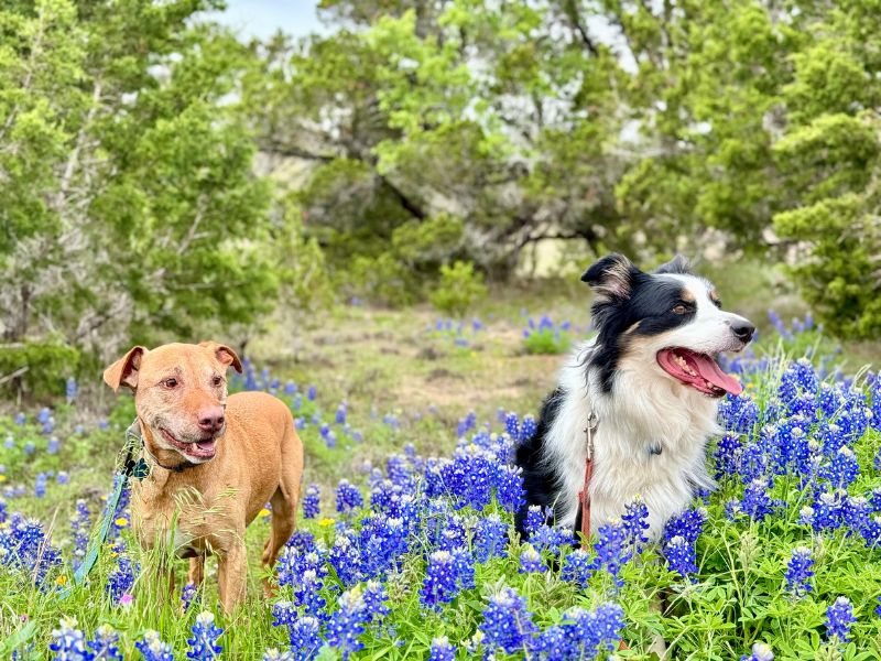 Adoptive couple's dogs in the bluebonnets in Austin, TX