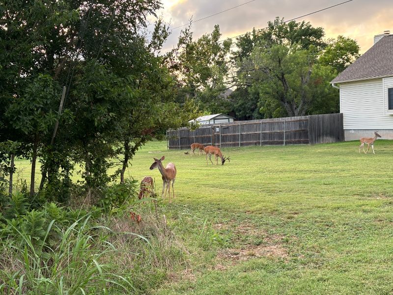 Deer in backyard of Austin adoptive family