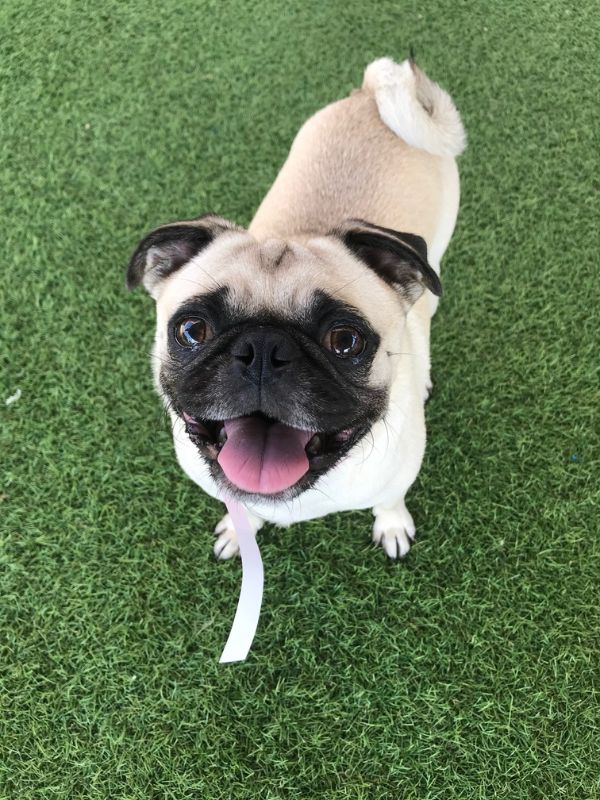 Lucy, a pug belonging to a Houston family looking to adopt a baby