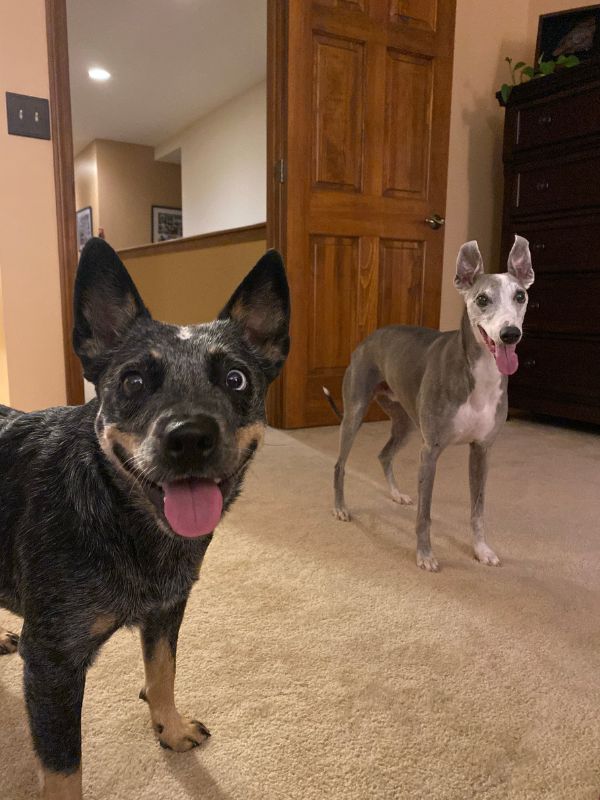 two dogs belonging to family who hope to adopt a baby