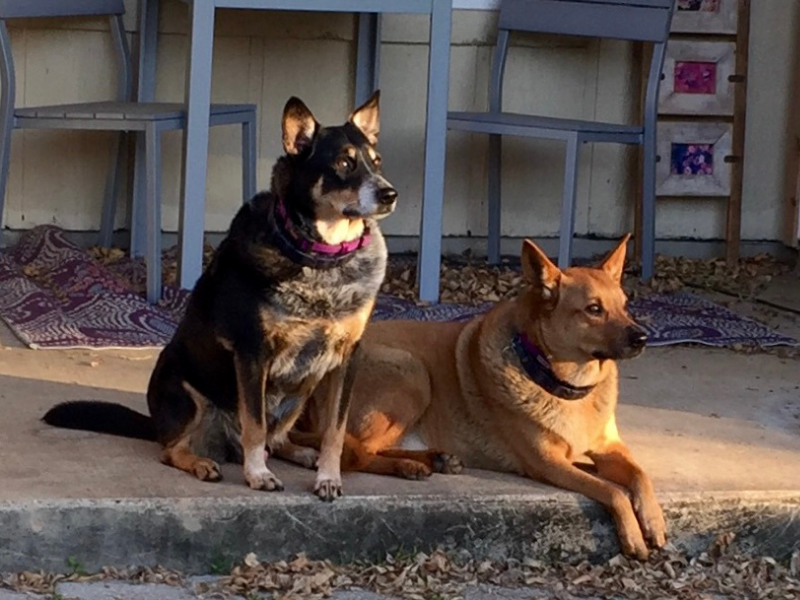 Xander and Oz, adoptive parents Jenny and Steph's mixed breed rescue dogs