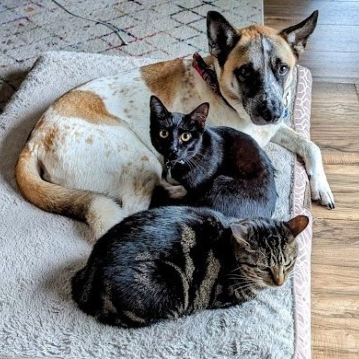 Two cats and dog snuggling on a dog bed