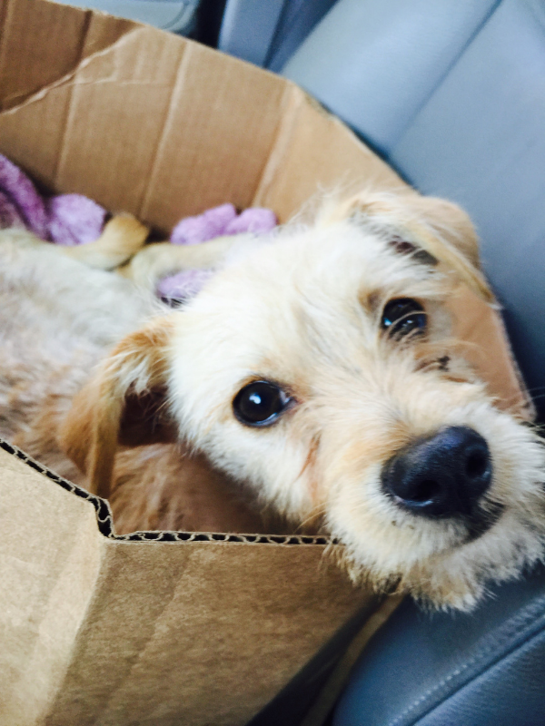 Rosco, small mixed-breed dog, playing in a paper bag